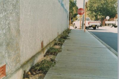 PHOTOGRAPH: 'PLANTINGS ON YORK STREET'