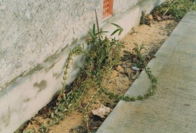 PHOTOGRAPH: 'PLANTINGS ON YORK STREET'