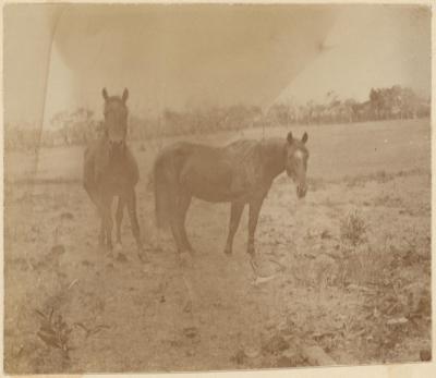 PHOTOGRAPH (DIGITAL COPY): TWO HORSES, ABRAHAMS FAMILY