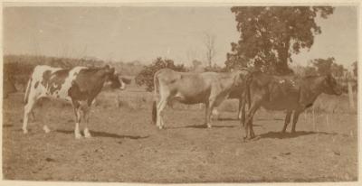 PHOTOGRAPH (DIGITAL COPY): THREE COWS, ABRAHAMS FAMILY