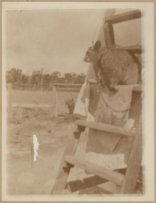 PHOTOGRAPH (DIGITAL COPY): ANIMAL ON LADDER (POSSUM?), ABRAHAMS FAMILY