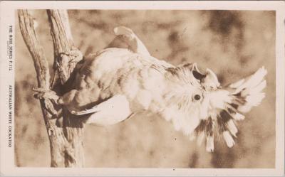 POSTCARD: 'AUSTRALIAN WHITE COCKATOO', JIM AND LILLIAN DENNIS CHRISTMAS COLLECTION