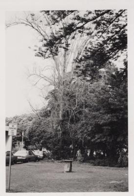 PHOTOGRAPH: 'RANKIN GARDENS' 1982