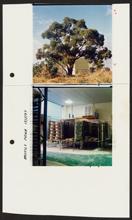 PHOTOGRAPH (PROOF SHEET): AUSTRALIAN FINE CHINA, SONYA SEARS