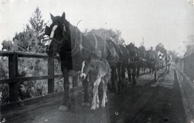 PHOTOGRAPH (COPY): PHOTOGRAPH: AXON STREET BRIDGE, HORSES CROSSING