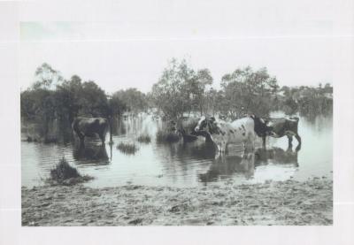 PHOTOGRAPH, CATTLE IN JOLIMONT SWAMP