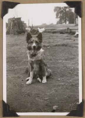 PHOTOGRAPH (DIGITAL): DOG, FROM CONGDON FAMILY ALBUM