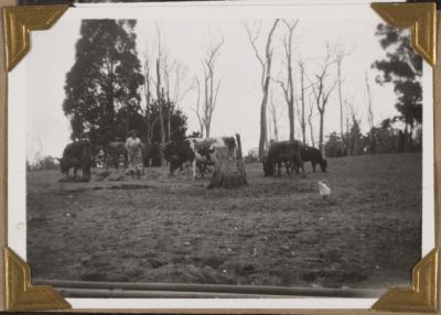 PHOTOGRAPH (DIGITAL): MRS STEINLIN AND COWS, NANNUP, FROM CONGDON FAMILY ALBUM