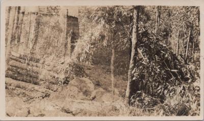 PHOTOGRAPH: BUSH SHELTER, SCOUTS BUSH CAMP