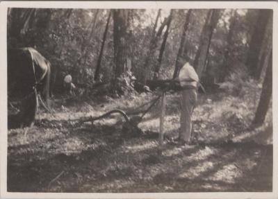 PHOTOGRAPH: HORSE AND PLOUGH, SCOUTS BUSH CAMP