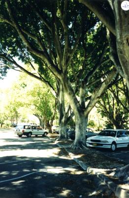 PHOTOGRAPH (DIGITAL): THEATRE GARDENS CARPARK, SUBIACO, LIZ ANDERSON COLLECTION, 1996