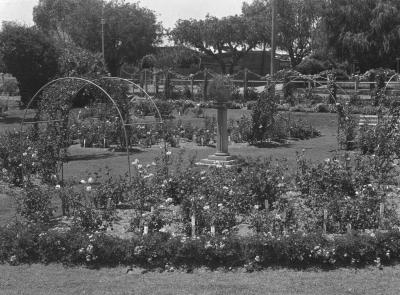 PHOTOGRAPH (DIGITAL): ROSE GARDEN IN SUBIACO MUNICIPAL GARDENS