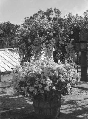 PHOTOGRAPH (DIGITAL): FLORAL DISPLAY IN SUBIACO MUNICIPAL GARDENS