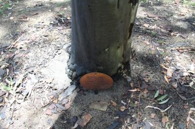 PHOTOGRAPH (DIGITAL): MR ILLINGWORTH PLAQUE, CHARLES STOKES RESERVE, DAGLISH, NOVEMBER 2011