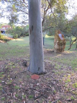 PHOTOGRAPH (DIGITAL): FREDERICK NICHOLLS PLAQUE, CHARLES STOKES RESERVE, DAGLISH, NOVEMBER 2011