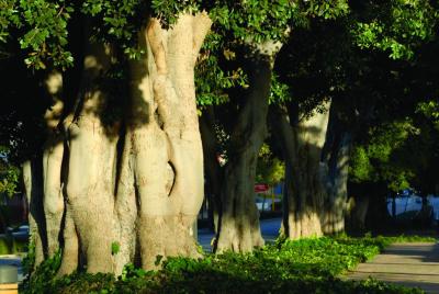 PHOTOGRAPH (DIGITAL): STREETSCAPE WITH MORTON BAY FIGS, 2006