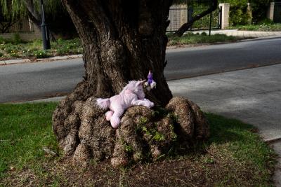 PHOTOGRAPH (DIGITAL): COVID 19 MESSAGES OF HOPE, TEDDY BEAR ON A TREE, JUNE 2020