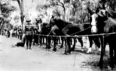 World War 2, Western Australia, Point Walter, RICHARDS, Horselines, 10 Australian Light Horse