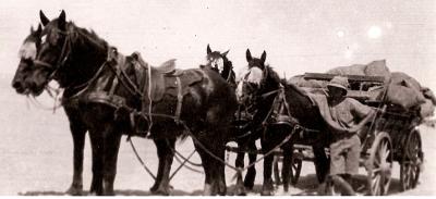 World War 1 Egypt, 1663, SMITH, 10 Light Horse Regiment