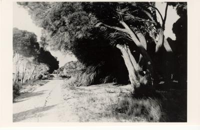 Inter War, Western Australia, Rottnest Island. Governement Road, 1937