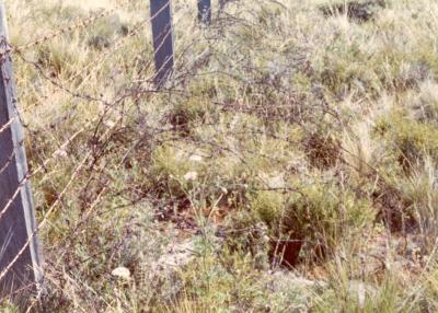 World War 2, Western Australia, Rottnest Island, Oliver Hill Battery. Perimeter barbed wire 1974