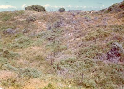 Post 1945, Western Australia, Rottnest Island, Oliver Hill Battery. Perimeter barbed wire 1974