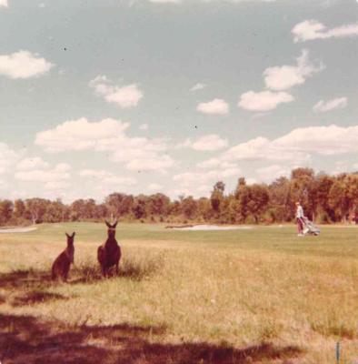 KANGAROOS AT MELVILLE GLADES 1976 TO 1977