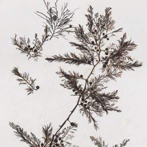 Marine flora herbarium