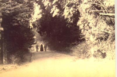 SHARKEY COLLECTION - A WOODED WALK