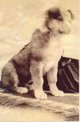 SHARKEY COLLECTION - DOG SITTING ON A MAT