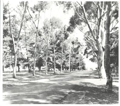 TREES LINING BAY ROAD
