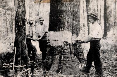 POSTCARD: WHITTAKER TIMBER WORKERS NORTH DANDALUP