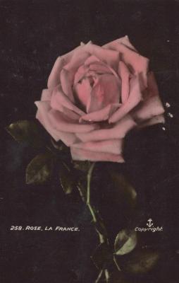 POSTCARD: ROSE, LA FRANCE