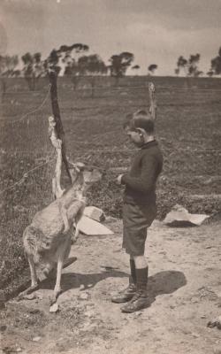 POSTCARD: BOY AND KANGAROO, FROM ALBUM 1, THELMA GREEN COLLECTION