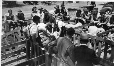 SHEEP JUDGING AT THE KOJONUP SHOW 1950