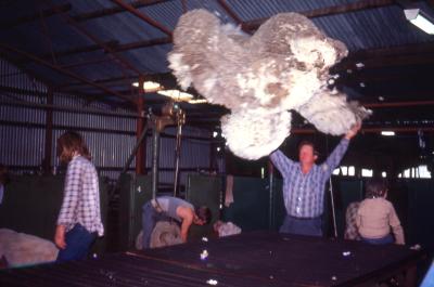 SHEARING AT 'KEMMINUP' FARM