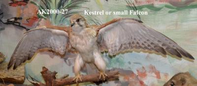 KESTREL