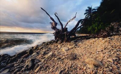 Driftwood