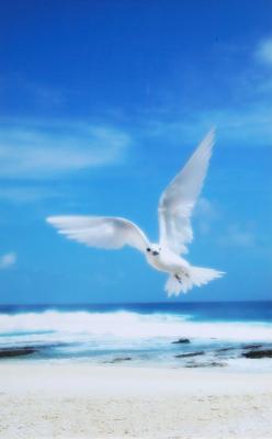 Fairy Tern, Cocoas Islands
