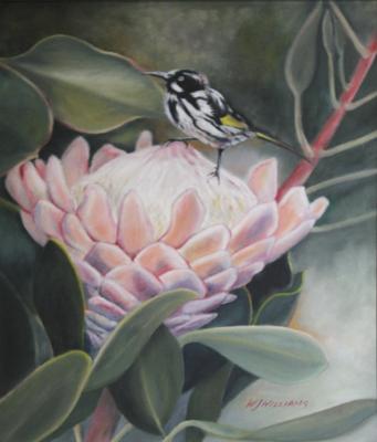 Honey Eater on Protea