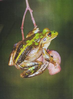 Green frog sitting on gumnuts