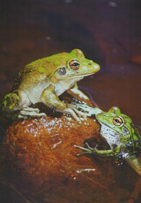 Two green frogs on red rock