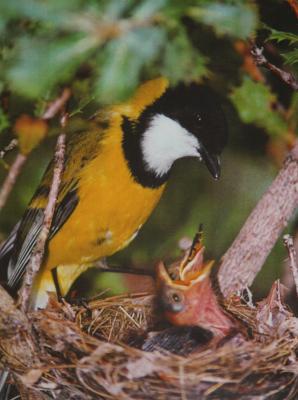 Yellow bird and two chicks in nest