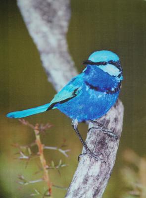 Blue splendid fairywren on tree branch